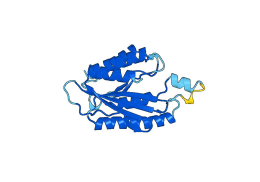 Recombinant Human INTS13 Protein, N-His