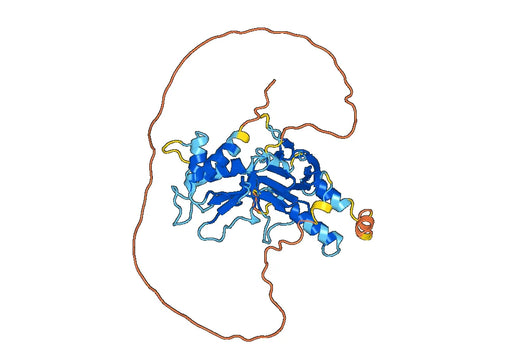 Recombinant Human IRF9, N-His