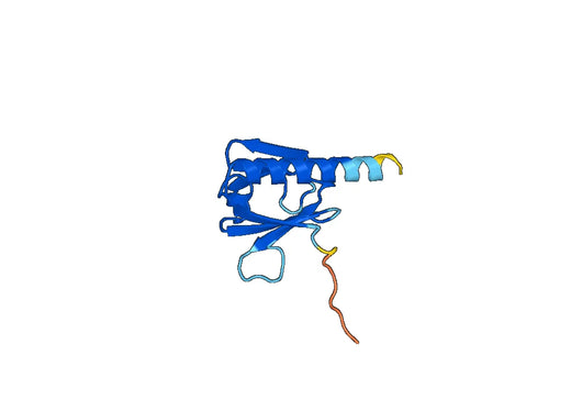 Recombinant Human IRS2 Protein, N-His-SUMO