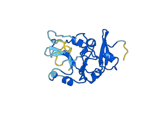 Recombinant Human ITLN1/Omentin, N-His