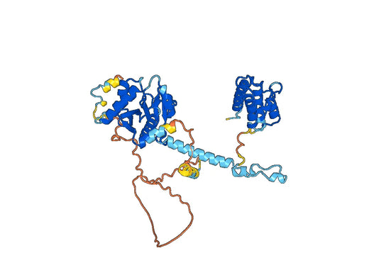 Recombinant Human KAT2B Protein, N-His