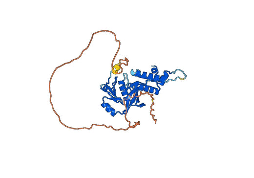 Recombinant Human KAT5, N-His