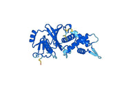 Recombinant Human KAT7 Protein, N-His