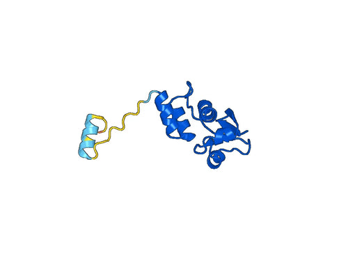 Recombinant Human KCNA3 Protein, N-His