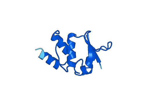Recombinant Human KCNA4 Protein, N-His-SUMO