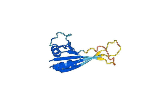 Recombinant Human KCTD12 Protein, N-His