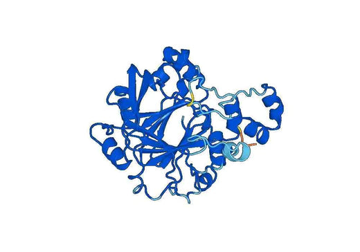 Recombinant Human KDM4D Protein, N-His