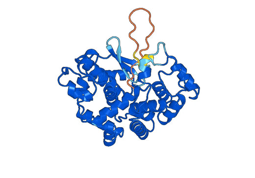 Recombinant Human KIAA0895L Protein, N-His