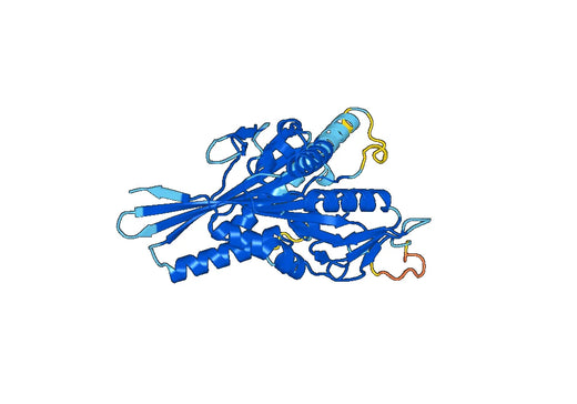 Recombinant Human KIF15 Protein, N-His