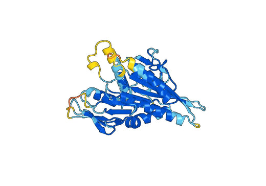 Recombinant Human KIF22 Protein, N-His