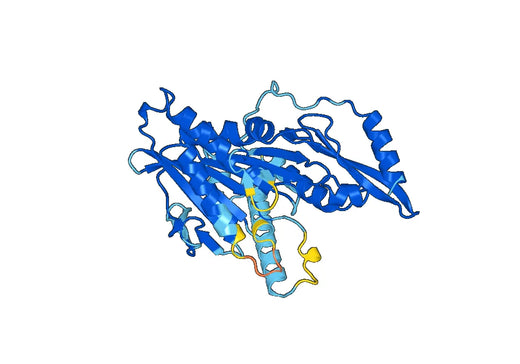 Recombinant Human KIF2C Protein, N-His