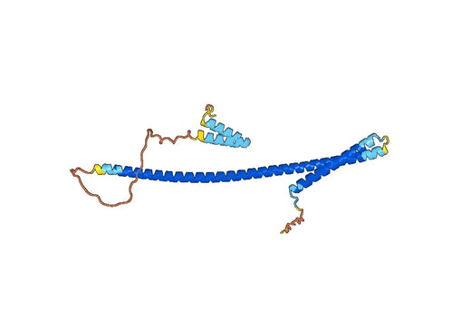 Recombinant Human KLC1, N-His