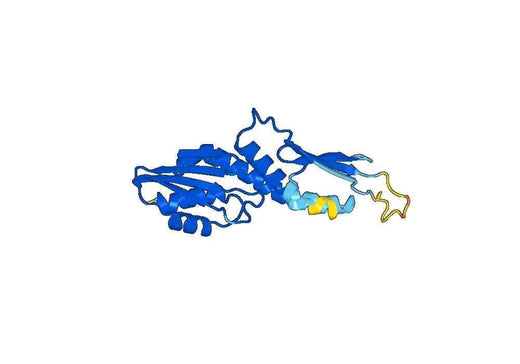 Recombinant Human KNL1 Protein, N-His