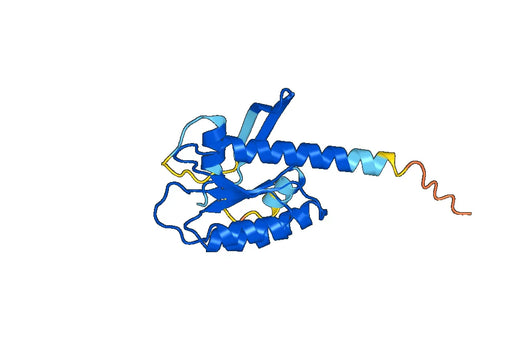Recombinant Human KRAS/K-Ras 2 Protein, N-His