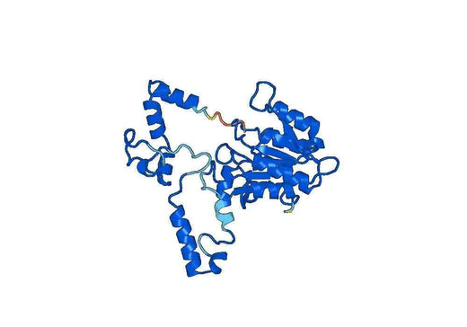 Recombinant Human KYNU, N-His