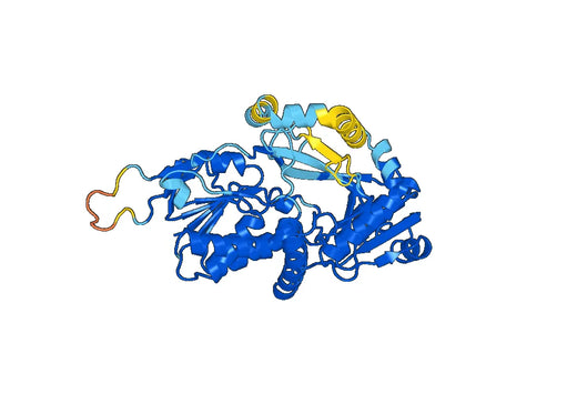 Recombinant Human L2HGDH Protein, N-His
