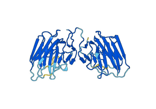 Recombinant Human LAMA4 Protein, N-His