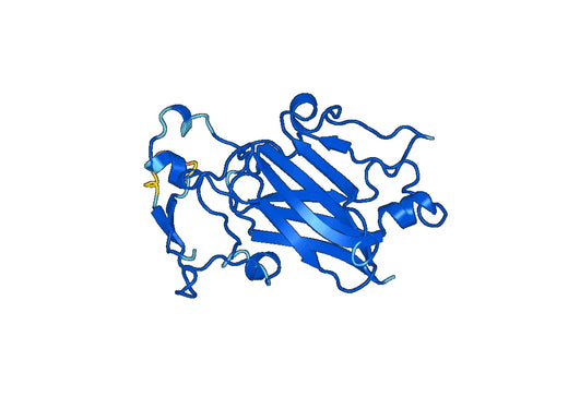 Recombinant Human LAMC1 Protein, N-His