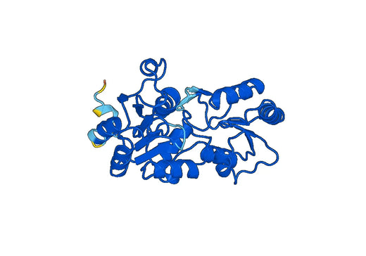 Recombinant Human LHPP Protein, N-His