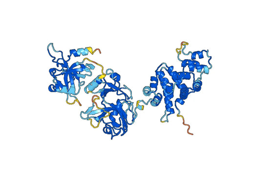 Recombinant Human LIG4 Protein, N-His