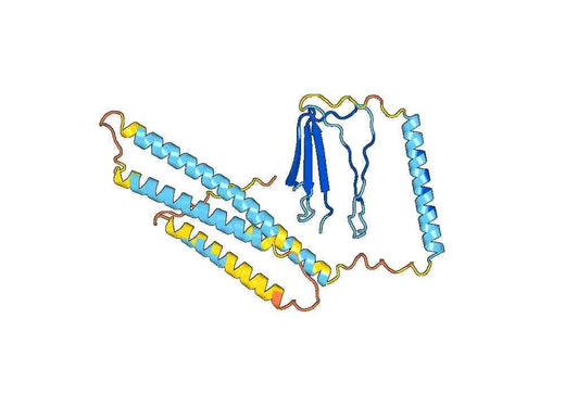 Recombinant Human LMAN1, N-His