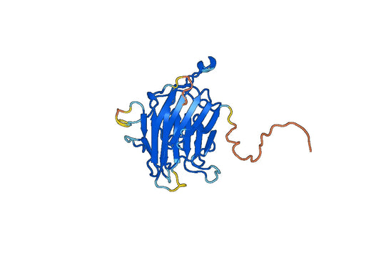 Recombinant Human LMAN2, N-His