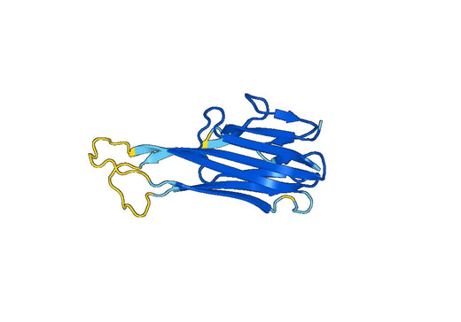 Recombinant Human LTB/TNFC Protein, C-His