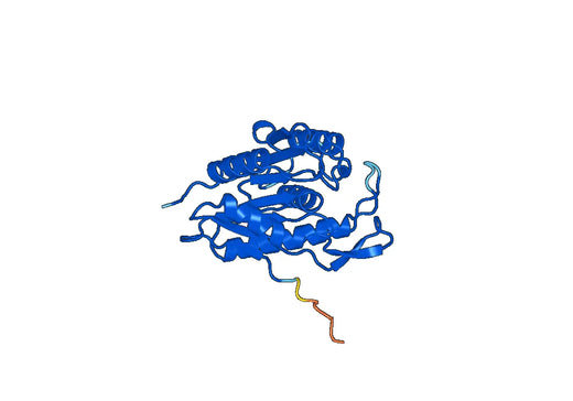 Recombinant Human LYPLA1 Protein, N-His