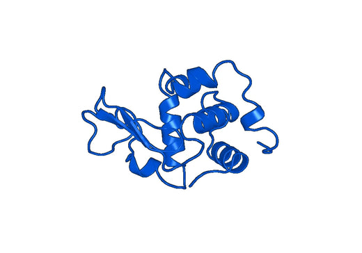 Recombinant Human LYZ, N-His