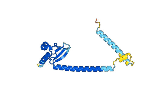 Recombinant Human MAD1L1 Protein, N-His