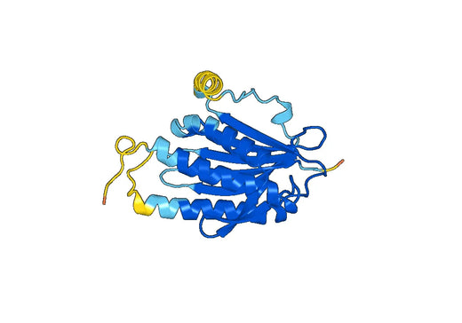 Recombinant Human MAD2L2 Protein, N-His