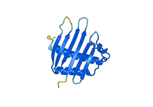 Recombinant Human MAGOH Protein, N-His