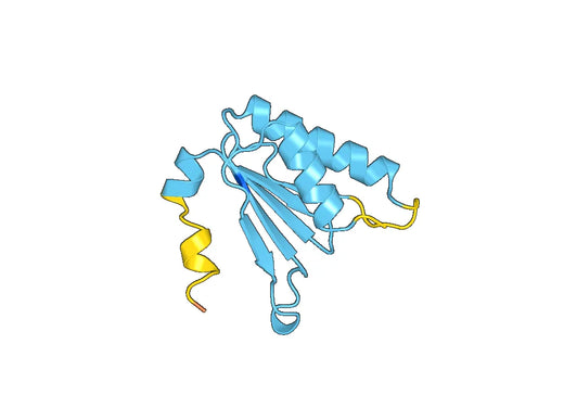 Recombinant Human MALSU1 Protein, N-His-SUMO