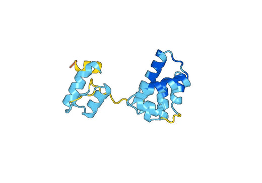 Recombinant Human MANF, N-His
