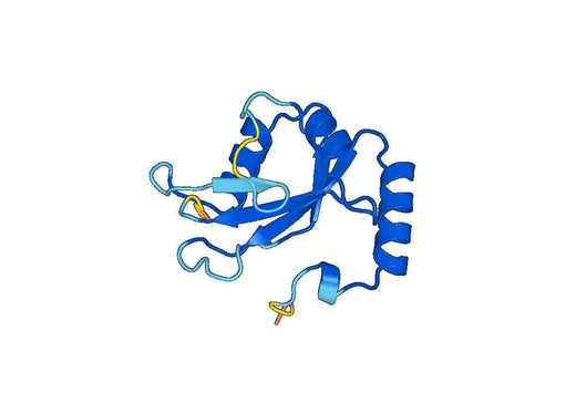 Recombinant Human MAP1LC3A, N-His