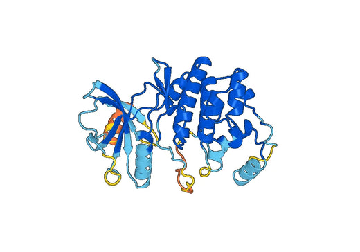 Recombinant Human MAPK6, N-His