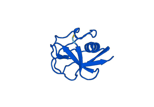 Recombinant Human MARCO Protein, N-His-SUMO