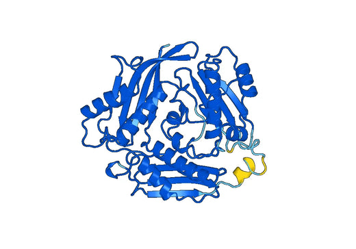 Recombinant Human MAT1A Protein, N-His
