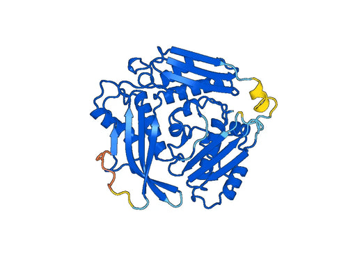Recombinant Human MAT2A Protein, N-His