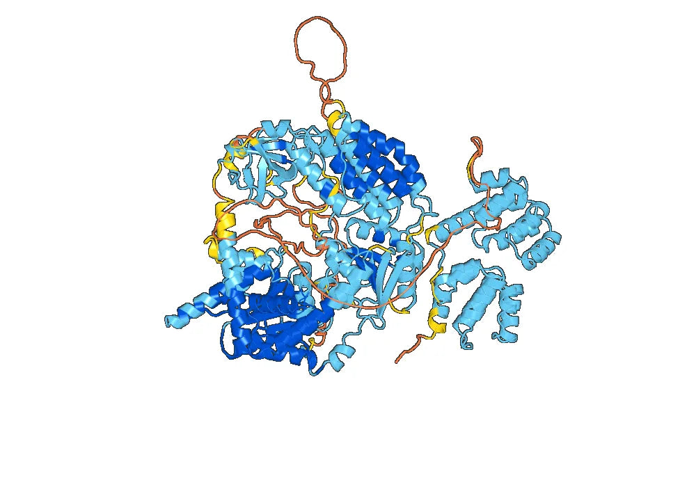 Recombinant Human MDA5/IFIH1 Protein, N-Strep