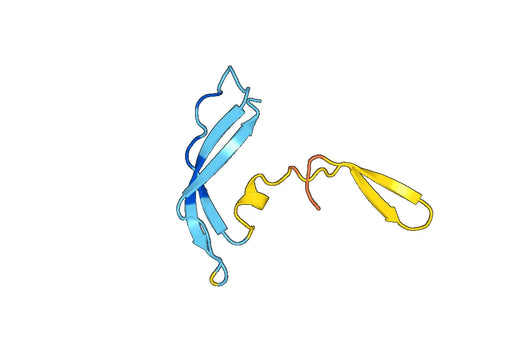 Recombinant Human MDK/Midkine Protein, N-His-SUMO