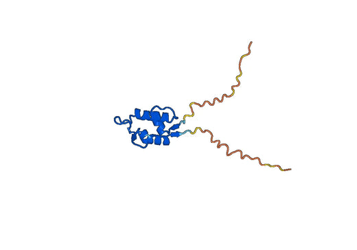Recombinant Human MDM4 Protein, N-His