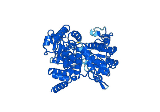 Recombinant Human ME1 Protein, N-His