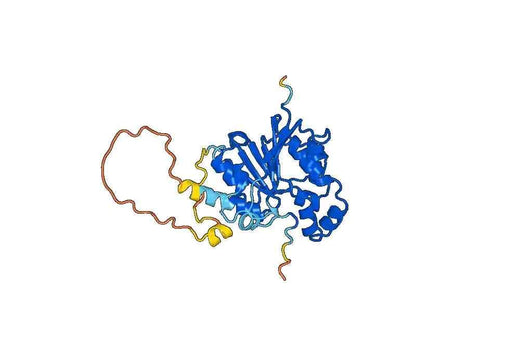 Recombinant Human MEPCE Protein, N-His