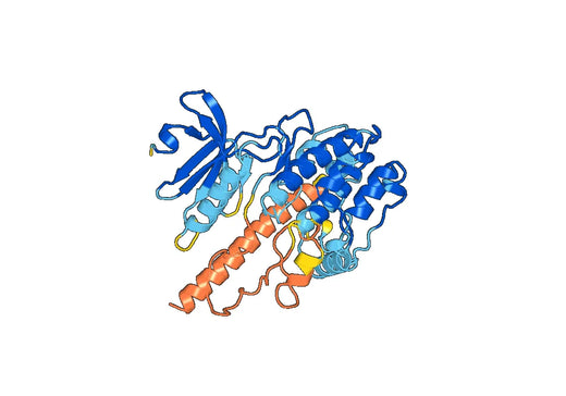 Recombinant Human MKNK2 Protein, N-His