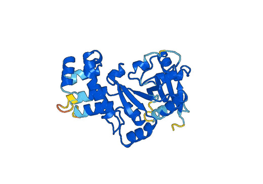 Recombinant Human MLYCD Protein, N-His