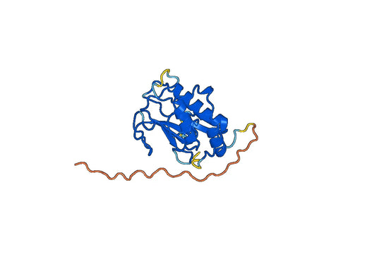 Recombinant Human MMP25, N-His