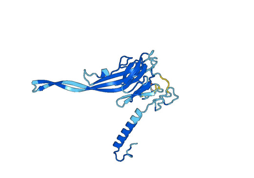 Recombinant Human MPEG1, N-His