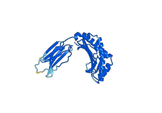 Recombinant Human MR1 Protein, C-Avi
