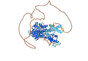 Recombinant Human MRE11 Protein, C-His